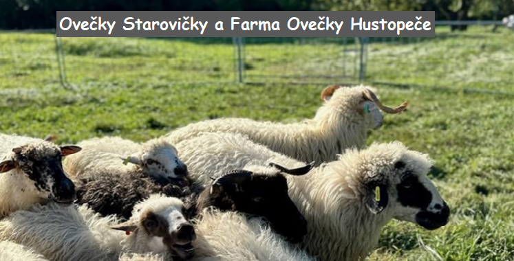 STAROVICKY_2.png